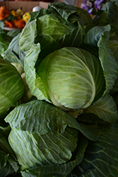 Copenhagen Market Cabbage (Brassica oleracea var. capitata 'Copenhagen Market') at The Green Spot Home & Garden