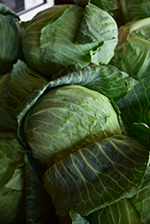 O.S. Cross Cabbage (Brassica oleracea var. capitata 'O.S. Cross') at The Green Spot Home & Garden