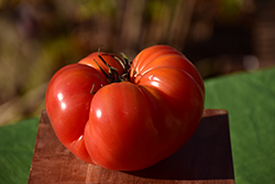 Bush Beefsteak Tomato (Solanum lycopersicum 'Bush Beefsteak') at The Green Spot Home & Garden