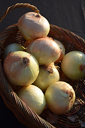 Candy Onion (Allium cepa 'Candy') at The Green Spot Home & Garden