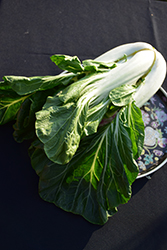 Joi Choi Pak Choi (Brassica rapa var. chinensis 'Joi Choi') at The Green Spot Home & Garden