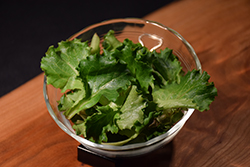 Two Star Lettuce (Lactuca sativa var. crispa 'Two Star') at The Green Spot Home & Garden