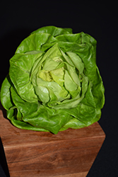 Butter King Lettuce (Lactuca sativa var. capitata 'Butter King') at The Green Spot Home & Garden