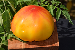 Pineapple Tomato (Solanum lycopersicum 'Pineapple') at The Green Spot Home & Garden