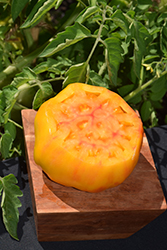 Pineapple Tomato (Solanum lycopersicum 'Pineapple') at The Green Spot Home & Garden