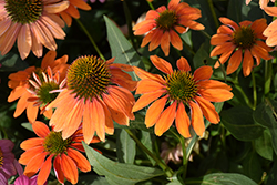 Artisan Soft Orange Coneflower (Echinacea 'PA1308374') at The Green Spot Home & Garden