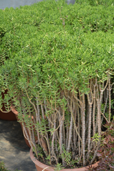 Miniature Pine Tree (Crassula tetragona) at The Green Spot Home & Garden