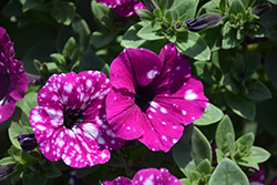 Headliner Electric Purple Sky Petunia (Petunia 'KLEPH20513') at The Green Spot Home & Garden