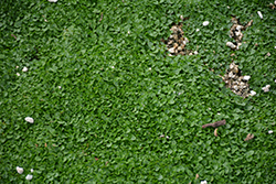 Corsican Mint (Mentha requienii) at The Green Spot Home & Garden