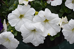 Easy Wave White Petunia (Petunia 'Easy Wave White') at The Green Spot Home & Garden