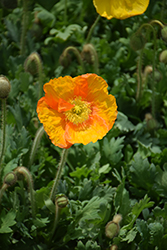 Champagne Bubbles Poppy (Papaver nudicaule 'Champagne Bubbles') at The Green Spot Home & Garden