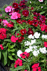 Floral Lace Mix Pinks (Dianthus 'Floral Lace Mix') at The Green Spot Home & Garden