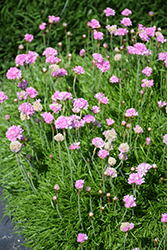 Sea Thrift (Armeria maritima) at The Green Spot Home & Garden