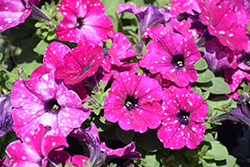 Headliner Electric Purple Sky Petunia (Petunia 'KLEPH20513') at The Green Spot Home & Garden