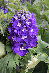 Delphina Dark Blue White Bee Larkspur (Delphinium 'Delphina Dark Blue White Bee') at The Green Spot Home & Garden