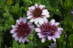 4D Berry White African Daisy (Osteospermum 'KLEOE15257') at The Green Spot Home & Garden