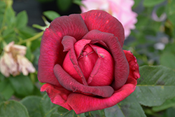 Oklahoma Rose (Rosa 'Oklahoma') at The Green Spot Home & Garden