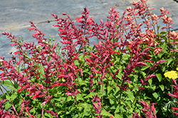 Roman Red Salvia (Salvia 'Roman Red') at The Green Spot Home & Garden