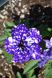 Headliner Night Sky Petunia (Petunia 'KLEPH15313') at The Green Spot Home & Garden