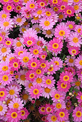 Madeira Deep Pink Marguerite Daisy (Argyranthemum frutescens 'Madeira Deep Pink') at The Green Spot Home & Garden