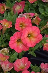 Supertunia Persimmon Petunia (Petunia 'Supertunia Persimmon') at The Green Spot Home & Garden