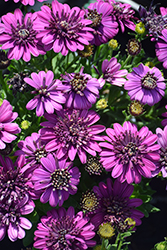 4D Purple African Daisy (Osteospermum 'KLEOE17359') at The Green Spot Home & Garden