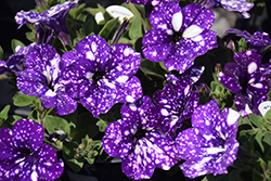 Headliner Night Sky Petunia (Petunia 'KLEPH15313') at The Green Spot Home & Garden