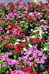 Floral Lace Mix Pinks (Dianthus 'Floral Lace Mix') at The Green Spot Home & Garden