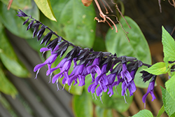 Purple & Bloom Sage (Salvia guaranitica 'Purple & Bloom') at The Green Spot Home & Garden