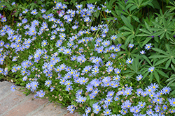 Blue Daisy (Felicia amelloides) at The Green Spot Home & Garden