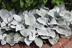 Angel Wings Senecio (Senecio candicans 'Senaw') at The Green Spot Home & Garden