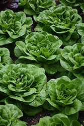 Buttercrunch Lettuce (Lactuca sativa var. capitata 'Buttercrunch') at The Green Spot Home & Garden