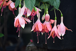 Bicentennial Fuchsia (Fuchsia 'Bicentennial') at The Green Spot Home & Garden