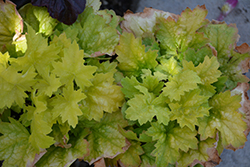 Kira Green Tea Coral Bells (Heuchera 'Kira Green Tea') at The Green Spot Home & Garden