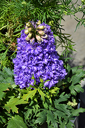 Delgenius Breezin Larkspur (Delphinium 'Breezin') at The Green Spot Home & Garden