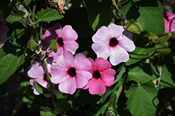 Sunny Susy Rose Sensation Black-Eyed Susan (Thunbergia alata 'Sunny Susy Rose Sensation') at The Green Spot Home & Garden