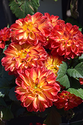 Hypnotica Icarus Dahlia (Dahlia 'Hypnotica Icarus') at The Green Spot Home & Garden