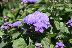 Aloha Blue Flossflower (Ageratum 'Aloha Blue') at The Green Spot Home & Garden