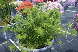 Queen Tut Egyptian Papyrus (Cyperus 'Queen Tut') at The Green Spot Home & Garden