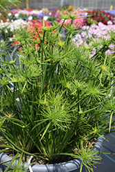 Queen Tut Egyptian Papyrus (Cyperus 'Queen Tut') at The Green Spot Home & Garden