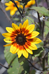 Suncredible Saturn Sunflower (Helianthus 'Suncredible Saturn') at The Green Spot Home & Garden