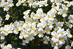 Sunsatia Coconut Nemesia (Nemesia 'Sunsatia Coconut') at The Green Spot Home & Garden