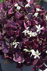 Charmed Wine Shamrock (Oxalis 'Charmed Wine') at The Green Spot Home & Garden