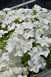 Intensia White Annual Phlox (Phlox 'DPHLOX866') at The Green Spot Home & Garden