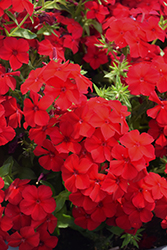 Intensia Red Hot Annual Phlox (Phlox 'DPHLOX911') at The Green Spot Home & Garden