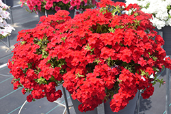 Intensia Red Hot Annual Phlox (Phlox 'DPHLOX911') at The Green Spot Home & Garden