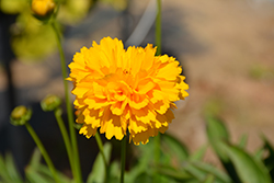 Moonswirl Tickseed (Coreopsis grandiflora 'Moonswirl') at The Green Spot Home & Garden