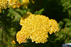 Skysail Yellow Yarrow (Achillea millefolium 'Skysail Yellow') at The Green Spot Home & Garden