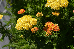 Skysail Yellow Yarrow (Achillea millefolium 'Skysail Yellow') at The Green Spot Home & Garden