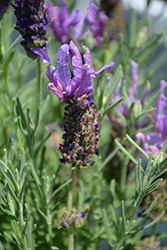 Laveanna Grand Purple Lavender (Lavandula stoechas 'Laveanna Grand Purple') at The Green Spot Home & Garden